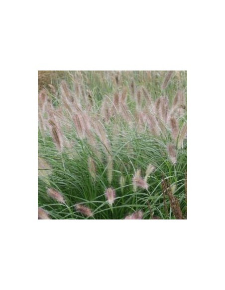 Herbe aux ecouvillons Herbstzauber