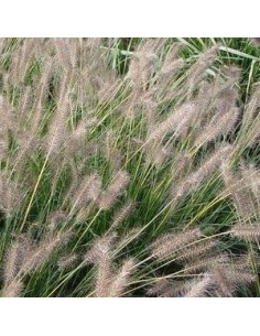 Herbe aux ecouvillons Gelbstiel