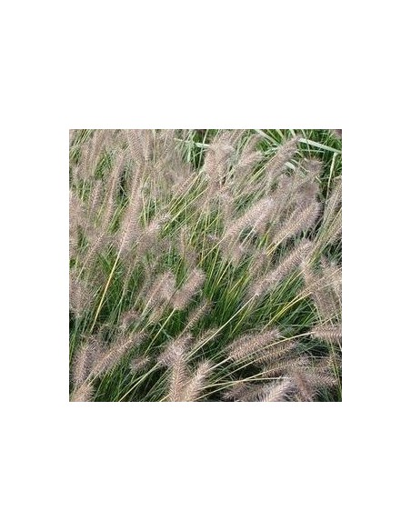 Herbe aux ecouvillons Gelbstiel