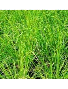 Herbe aux ecouvillons Gelbstiel 2