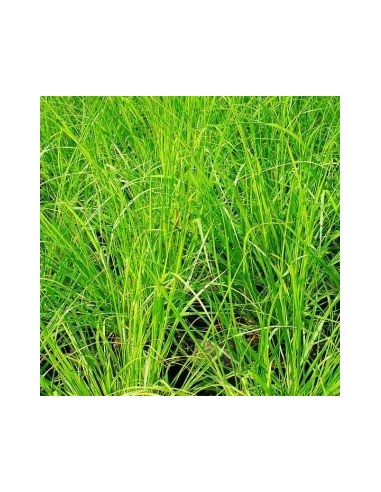 Herbe aux ecouvillons Gelbstiel