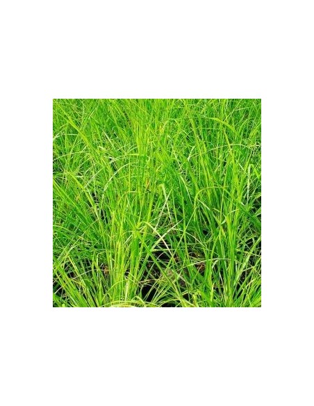 Herbe aux ecouvillons Gelbstiel