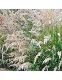 Calamagrostis Overdam