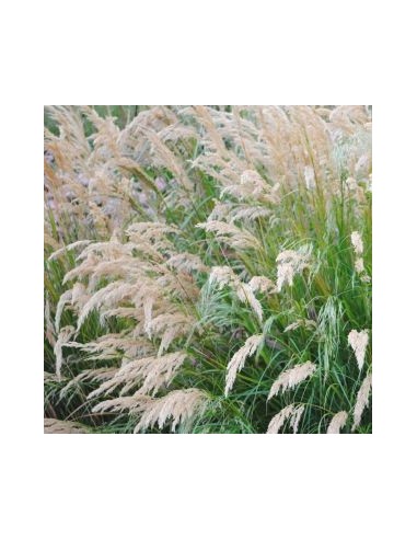 Calamagrostis Overdam