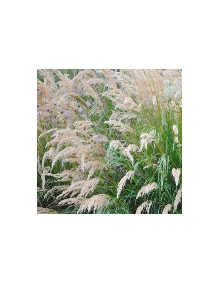 Calamagrostis Overdam
