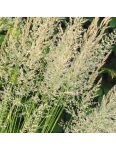 Calamagrostis Waldenbuch