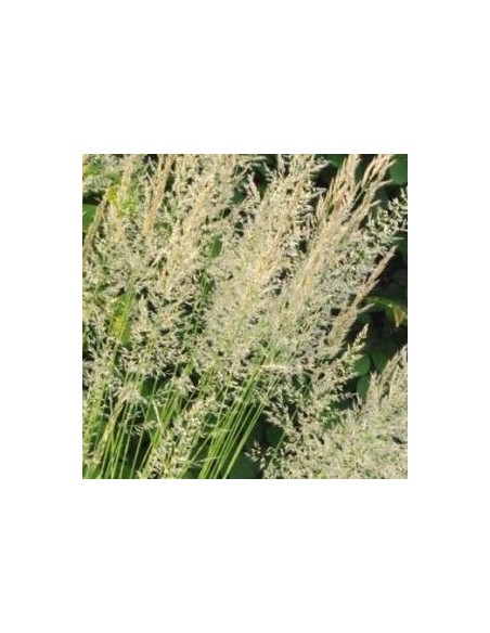 Calamagrostis Waldenbuch