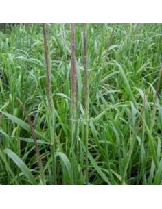 Calamagrostis Waldenbuch 2