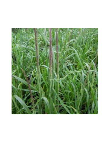 Calamagrostis Waldenbuch