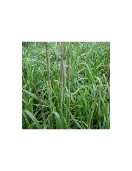 Calamagrostis Waldenbuch