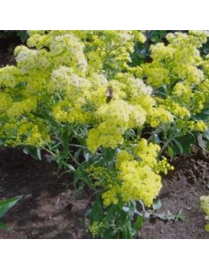 Solidaster luteus Lemore 2