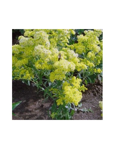 Solidaster luteus Lemore