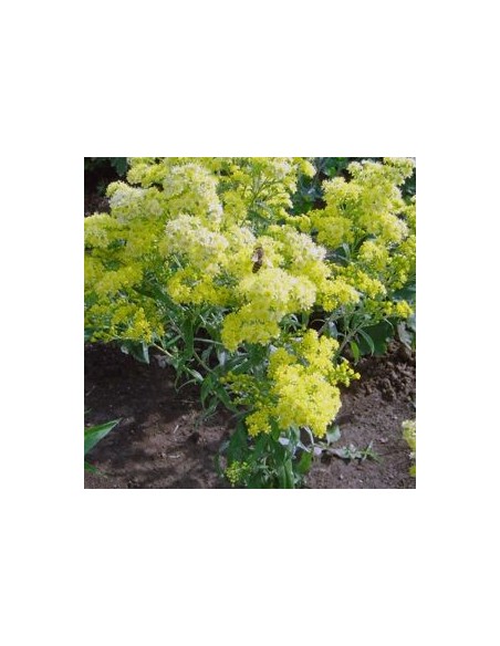 Solidaster luteus Lemore