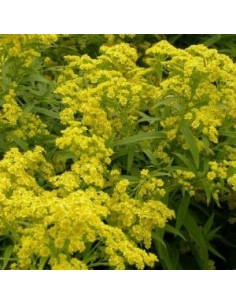 Solidaster luteus Lemore