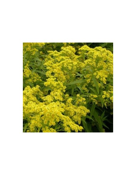 Solidaster luteus Lemore