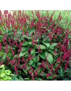 Renouée Blackfield 2