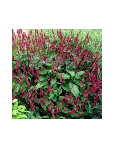 Renouée "Blackfield"