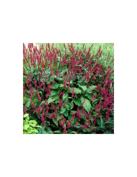 Renouée "Blackfield"