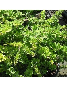 Epine vinette de Thunberg "Green carpet"