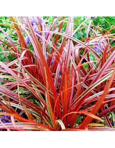 Uncinia rubra