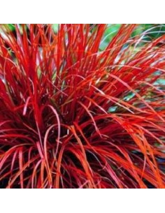 Uncinia rubra 2