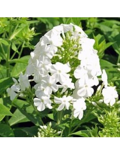 Phlox paniculata Fujiyama