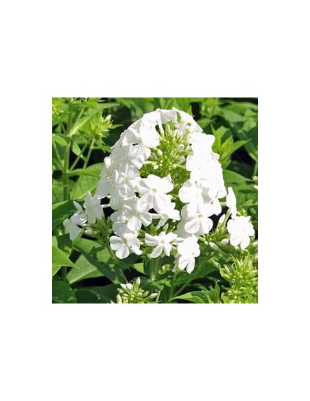 Phlox paniculata Fujiyama