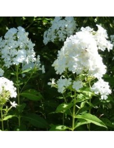 Phlox paniculata Fujiyama 2