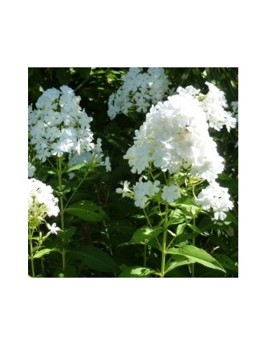 Phlox paniculata Fujiyama
