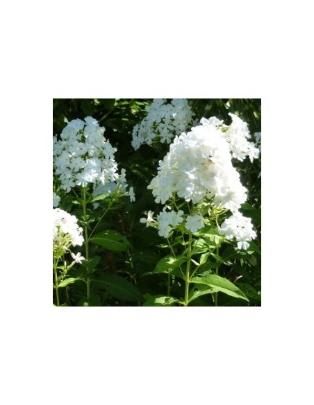 Phlox paniculata Fujiyama
