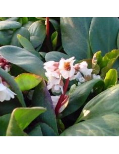 Plante des savetiers "Silberlicht" 2