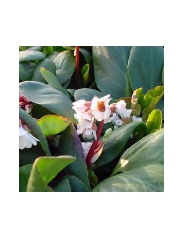 Plante des savetiers "Silberlicht"