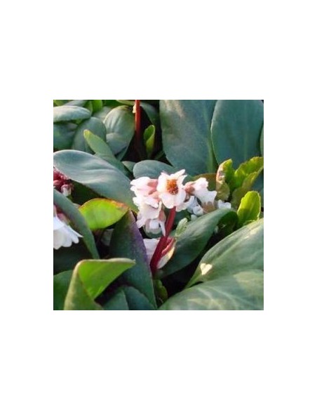 Plante des savetiers "Silberlicht"