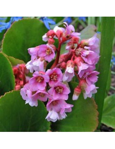 Plante des savetiers "Baby Doll" 2