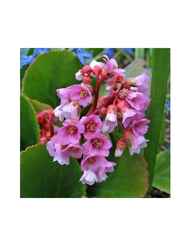 Plante des savetiers "Baby Doll"