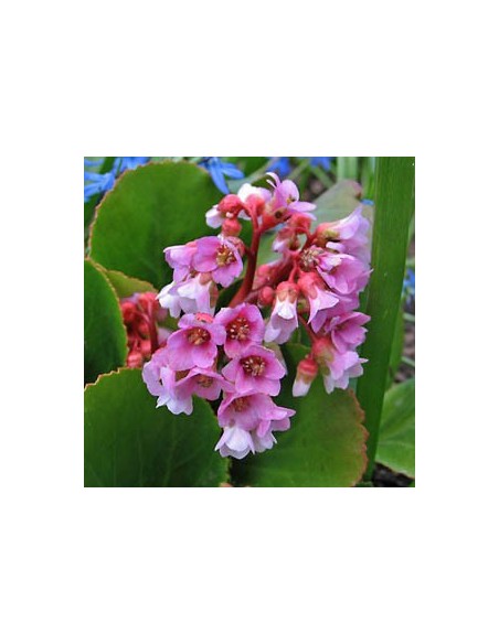 Plante des savetiers "Baby Doll"