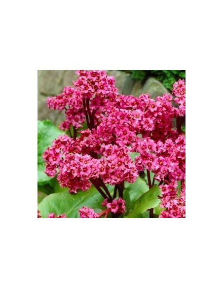 Plante des savetiers Morgenröte