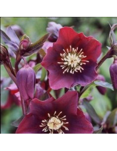 Hellébore orientale Blue lady