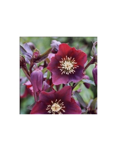 Hellébore orientale Blue lady