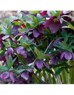 Hellébore orientale Blue lady 2