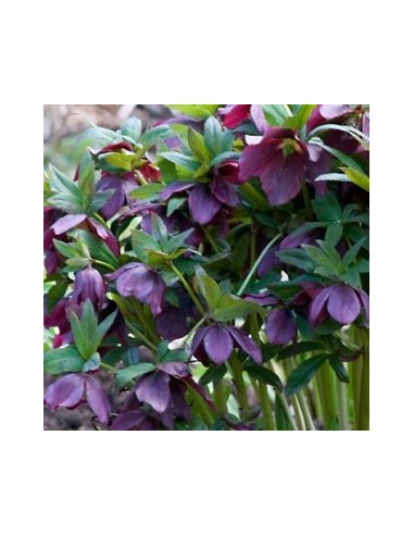 Hellébore orientale Blue lady