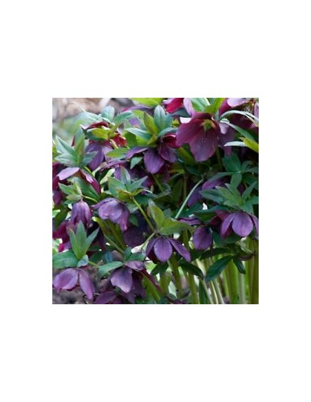 Hellébore orientale Blue lady
