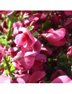 Genêt "Boskoop ruby"