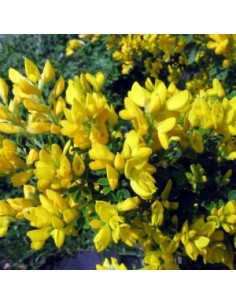 Genêt "Golden sunlight"