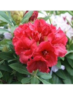 Rhododendron Red Jack
