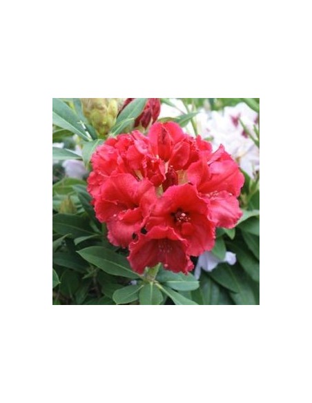 Rhododendron Red Jack