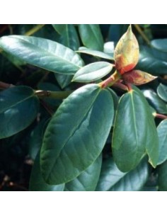 Rhododendron Wilgen's ruby 2