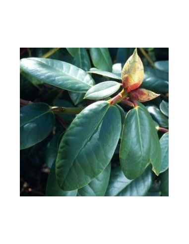 Rhododendron Red Jack