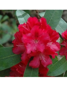 Rhododendron Wilgen's ruby