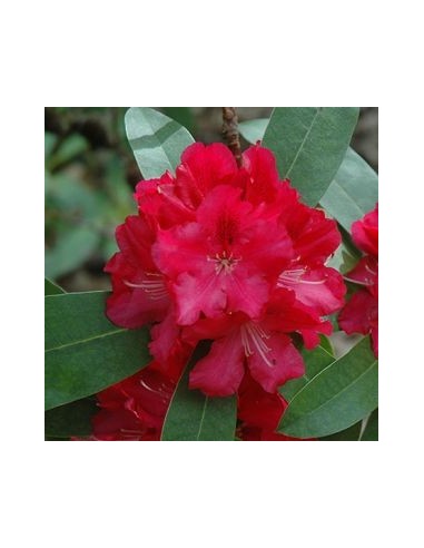 Rhododendron Wilgen's ruby